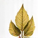 Pure & Natural Ingredients Icon