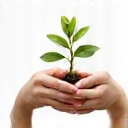 Hands holding a plant sprout